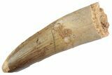 Fossil Spinosaurus Tooth - Feeding Worn Tooth #368119-1